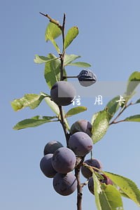 信用卡 逾期 新政策 信用卡 逾期 新政策
